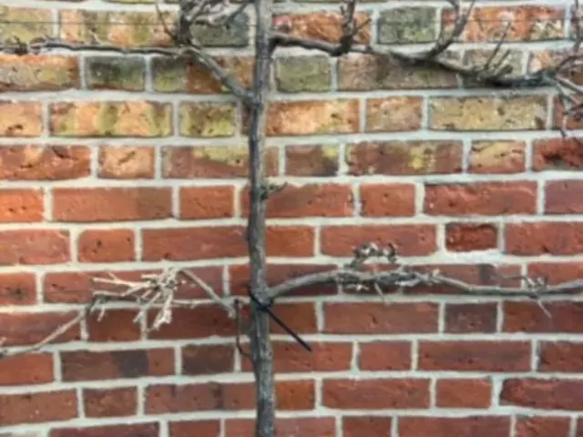 Close view of climbing plant marks and old fixings on weathered brickwork.